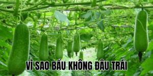 Ảnh Thumb bài viết[1]