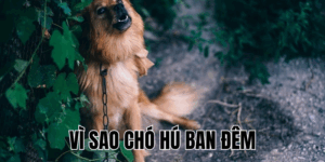 Ảnh Thumb bài viết[1]