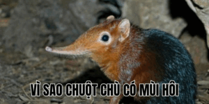 Ảnh Thumb bài viết[1]