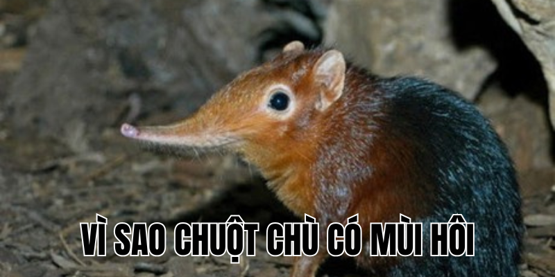 Ảnh Thumb bài viết[1]