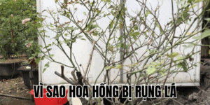 Ảnh Thumb bài viết[1]