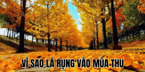 Ảnh Thumb bài viết[1]