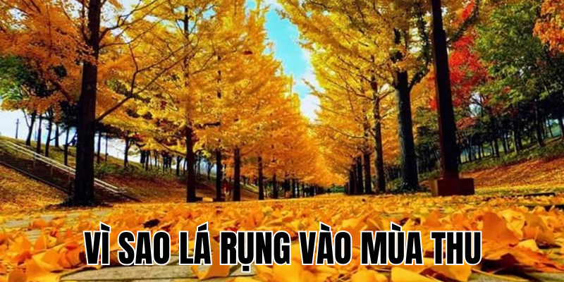 Ảnh Thumb bài viết[1]