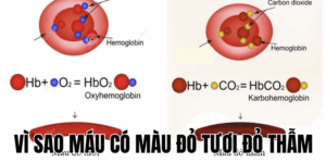 Ảnh Thumb bài viết[1]