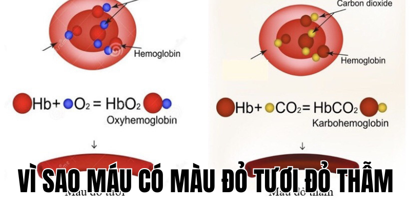 Ảnh Thumb bài viết[1]