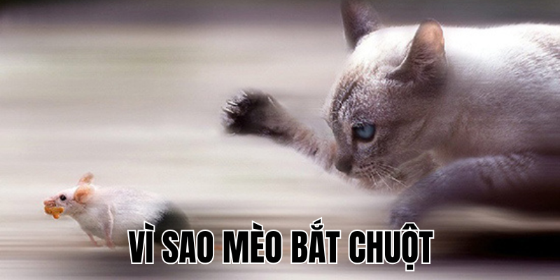 Ảnh Thumb bài viết[1]