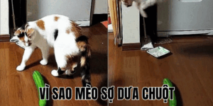 Ảnh Thumb bài viết[1]