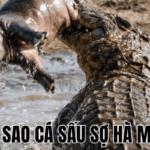 Ảnh Thumb bài viết[1]