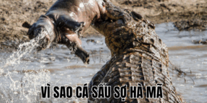 Vì Sao Trời Mưa Có Cầu Vồng? Bí Mật Thiên Nhiên Thú Vị!