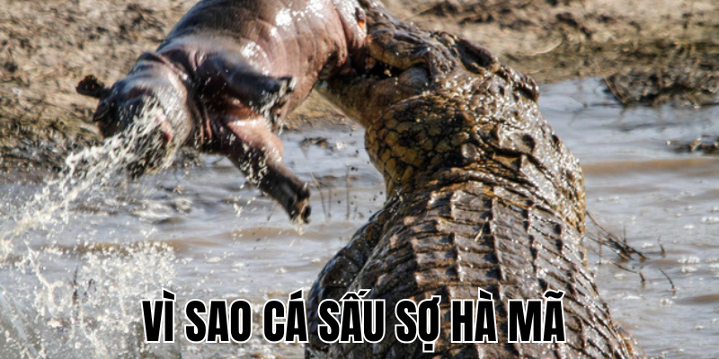 Ảnh Thumb bài viết[1]