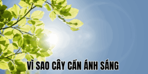 Ảnh Thumb bài viết[1]