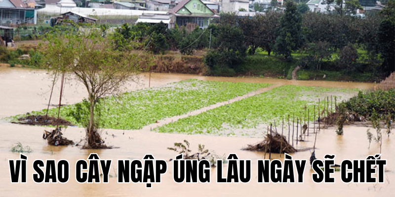 Ảnh Thumb bài viết[1]