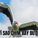 Ảnh Thumb bài viết[1]