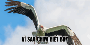 Ảnh Thumb bài viết[1]