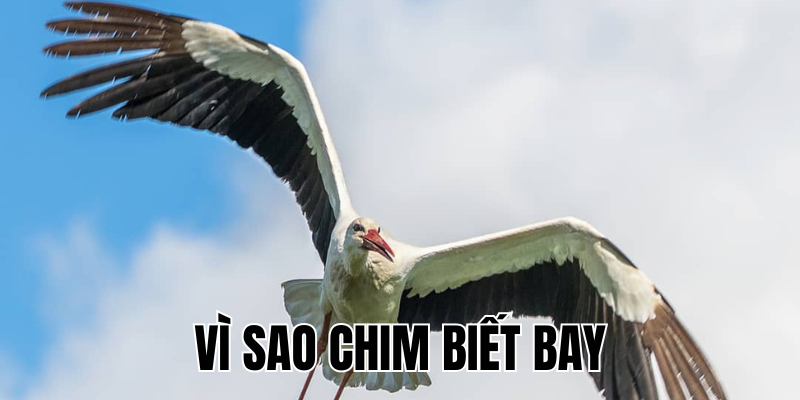 Ảnh Thumb bài viết[1]