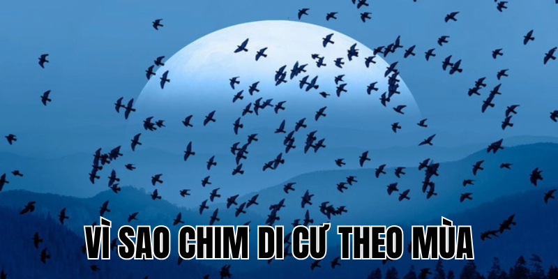 Ảnh Thumb bài viết[1]