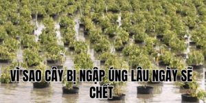 Ảnh Thumb bài viết[2]