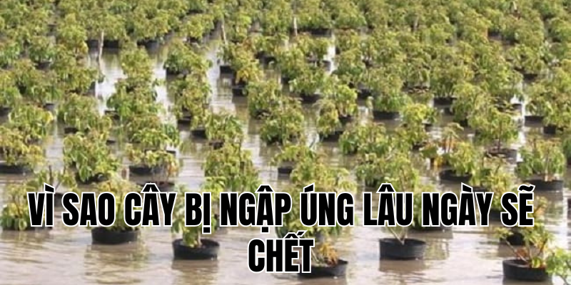 Ảnh Thumb bài viết[2]