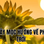 Ảnh Thumb bài viết[2]
