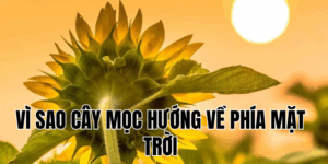 Vì Sao Mèo Sợ Dưa Chuột? Bí Ẩn Thú Vị Bạn Đã Biết Chưa?