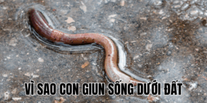 Vì Sao Mèo Sợ Dưa Chuột? Bí Ẩn Thú Vị Bạn Đã Biết Chưa?