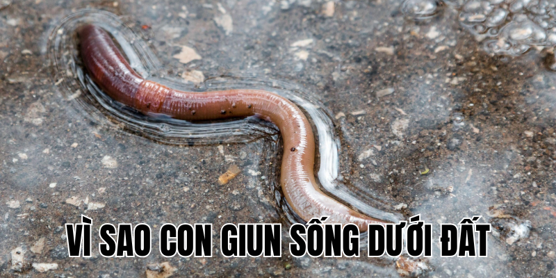 Ảnh Thumb bài viết[2]