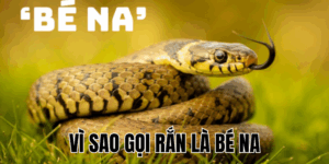 Ảnh Thumb bài viết[2]