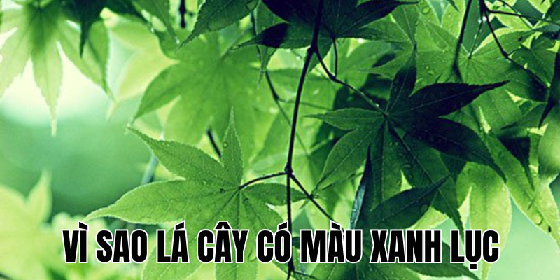 Ảnh Thumb bài viết[2]