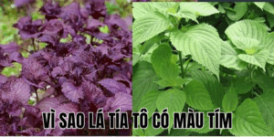 Ảnh Thumb bài viết[2]