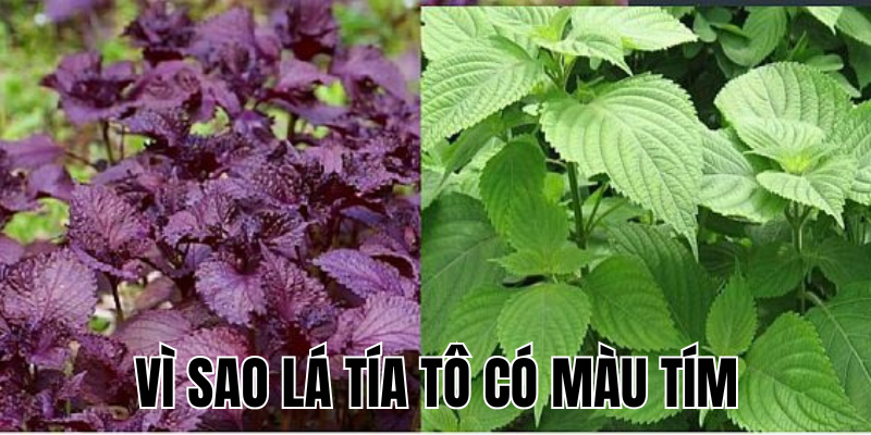 Ảnh Thumb bài viết[2]