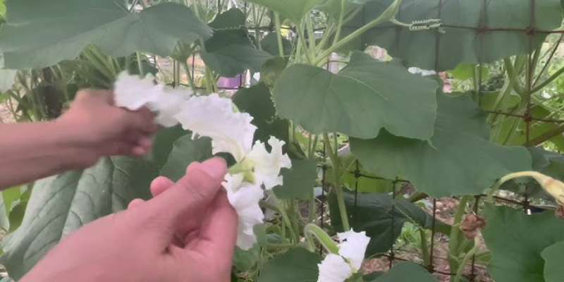 Ảnh trong bài 1[1]