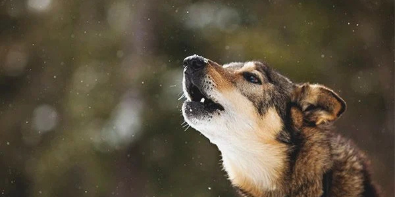 Ảnh trong bài 1[1]