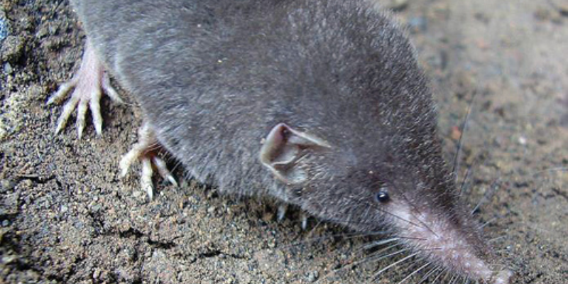 Ảnh trong bài 1[1]