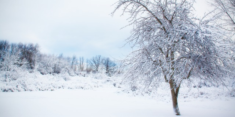 Ảnh trong bài 1[1]