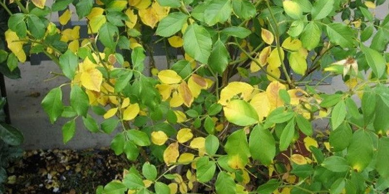 Ảnh trong bài 1[1]