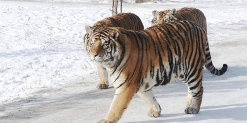 Ảnh trong bài 1[1]