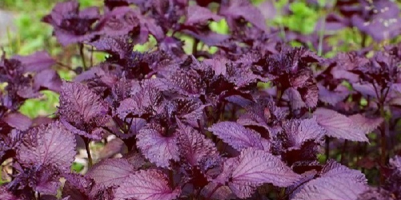 Ảnh trong bài 1[1]