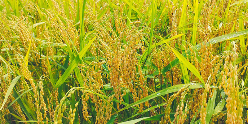 Ảnh trong bài 1[1]