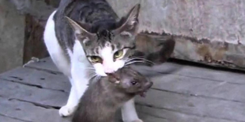 Ảnh trong bài 1[1]