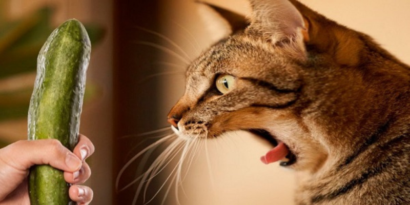 Ảnh trong bài 1[1]