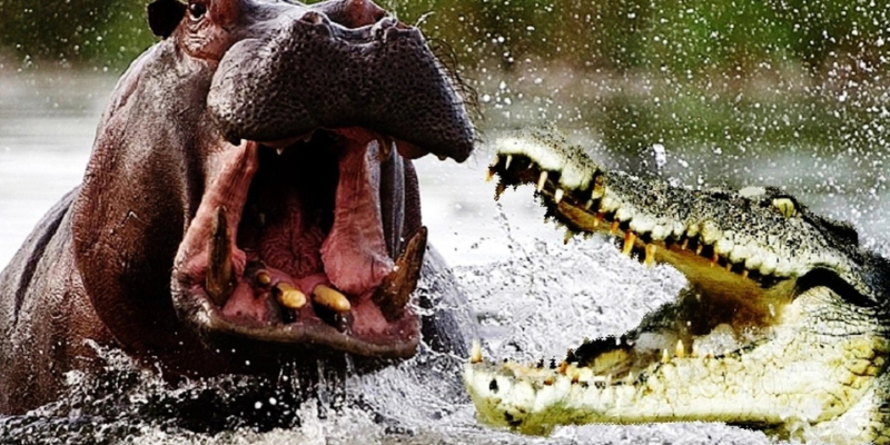 Ảnh trong bài 1[1]