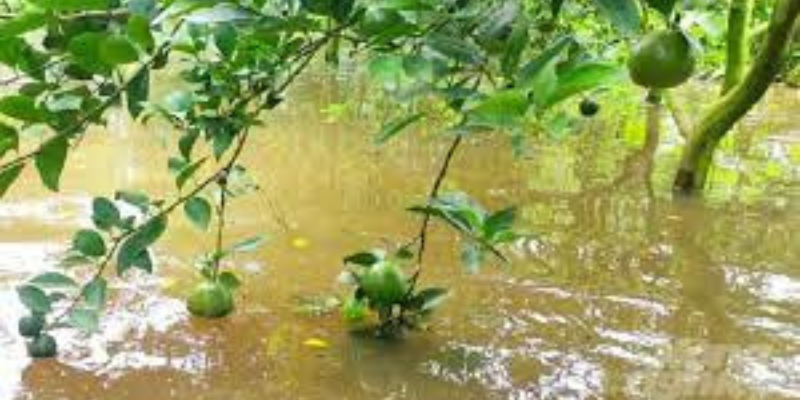 Ảnh trong bài 1[1]