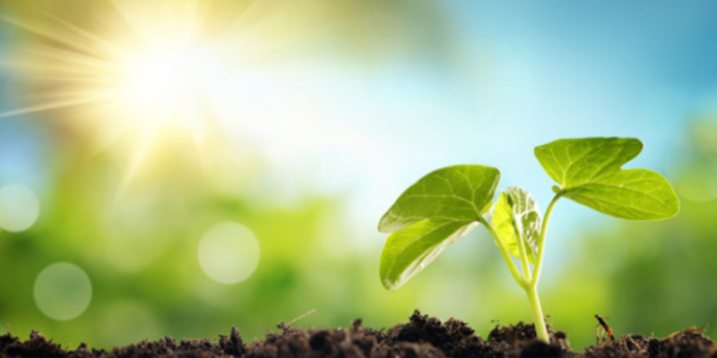 Ảnh trong bài 1[1]