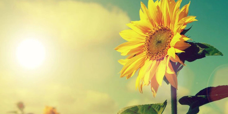 Ảnh trong bài 1[1]