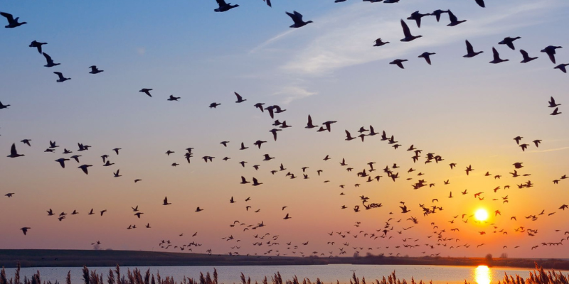 Ảnh trong bài 1[1]