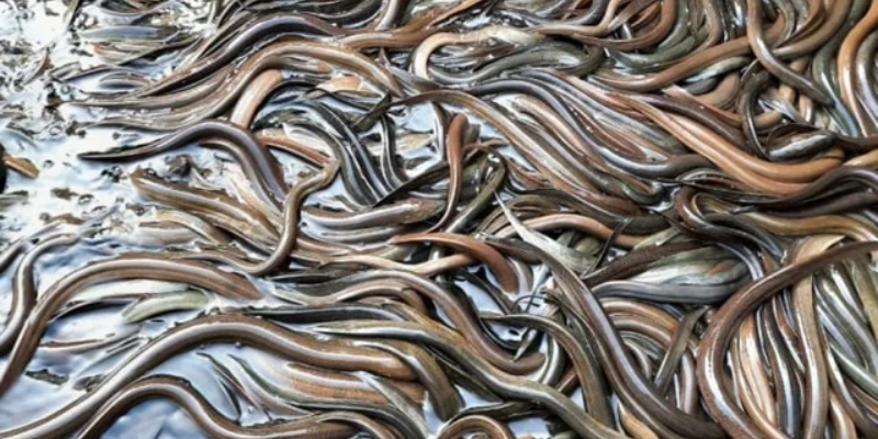 Ảnh trong bài 2[1]