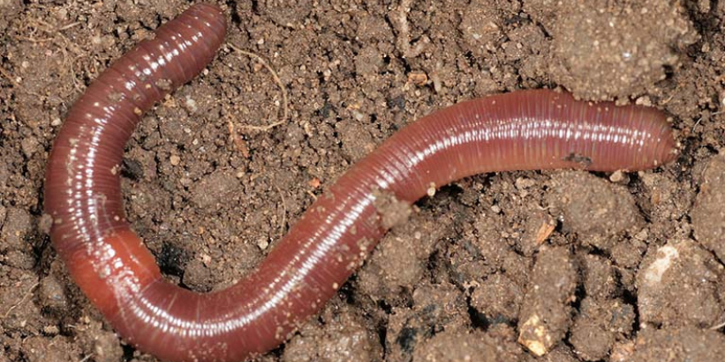 Ảnh trong bài 2[1]