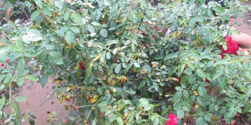 Ảnh trong bài 2[1]