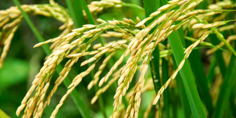 Ảnh trong bài 2[1]