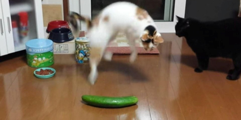 Ảnh trong bài 2[1]